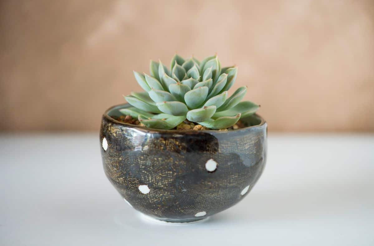 Echevia cante in a brown pot on a white table.