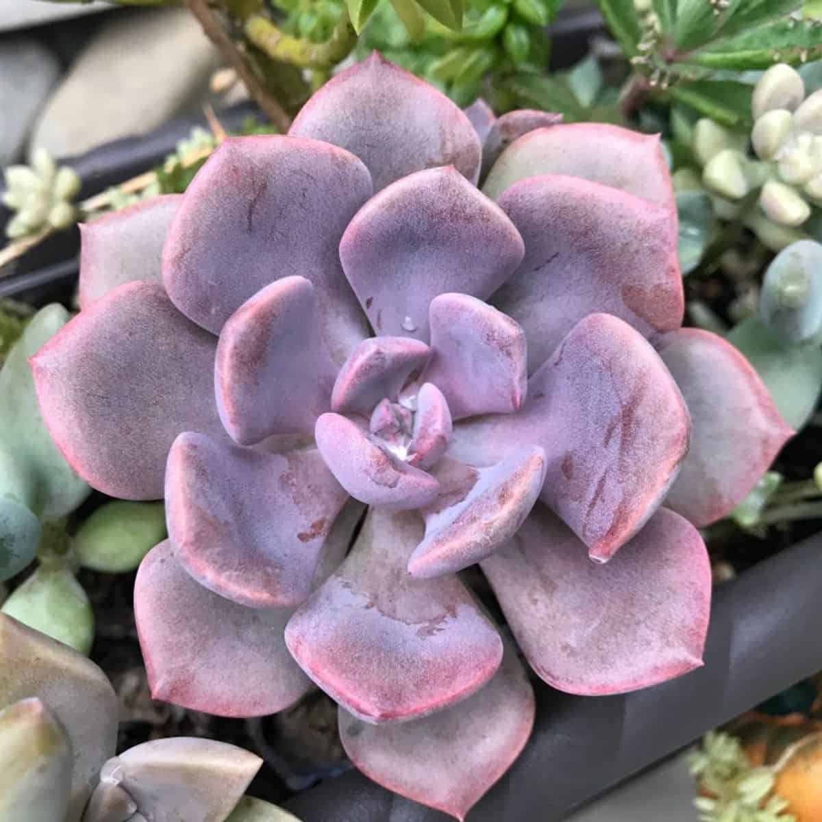 Graptoveria debbie in a black pot.