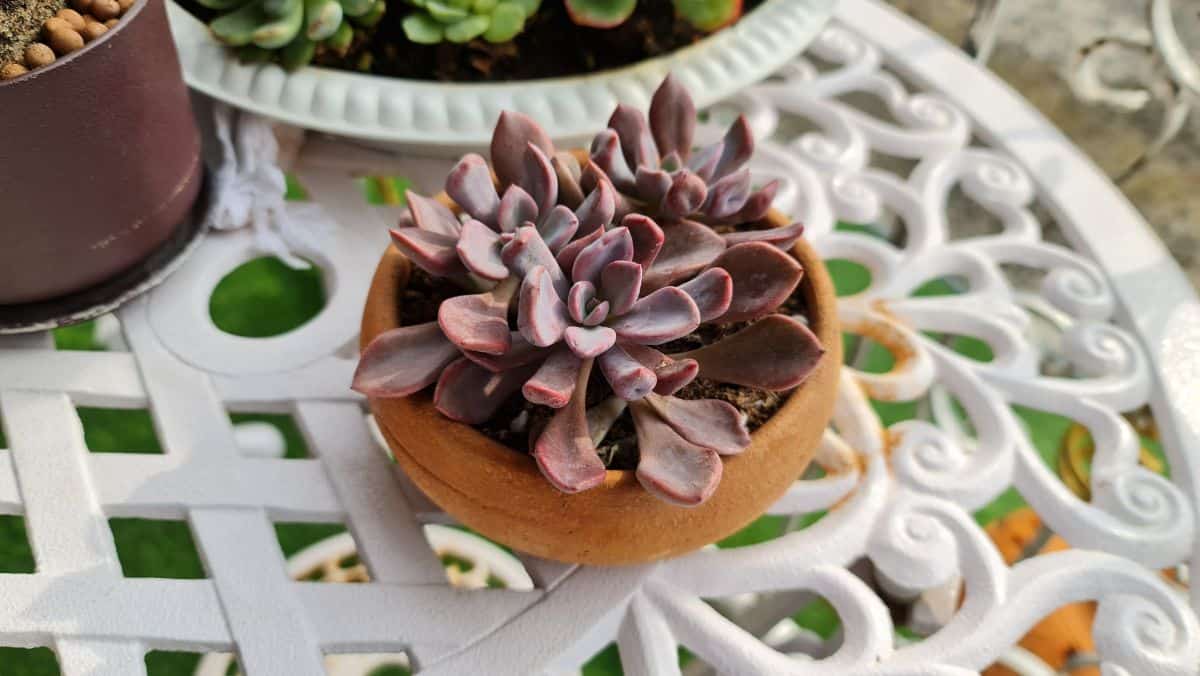 Graptoveria debbie in a small pot on a table.
