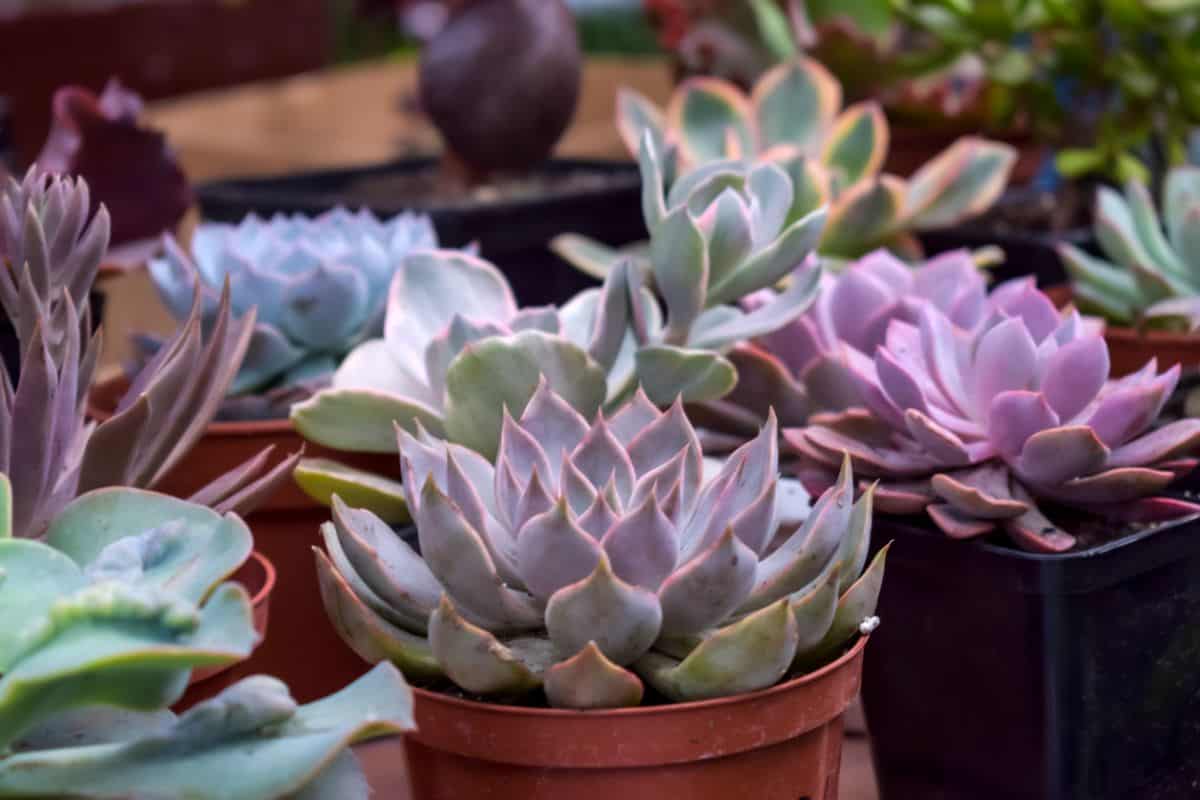 Graptoveria debbie in a small pots.