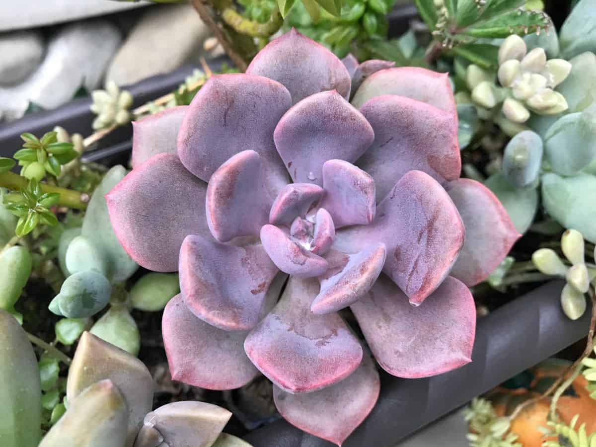 Graptoveria debbie in a black pot.