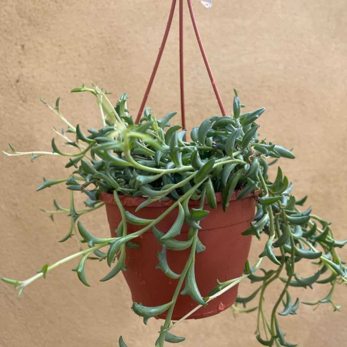 String of dolphin in a hanging brown pot.