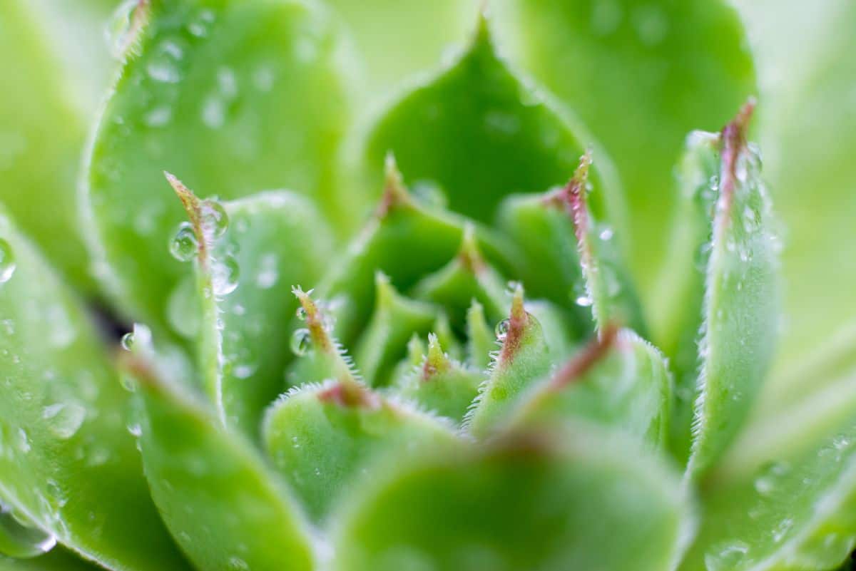 Sedum Pachyclados close-up with a raindrops.