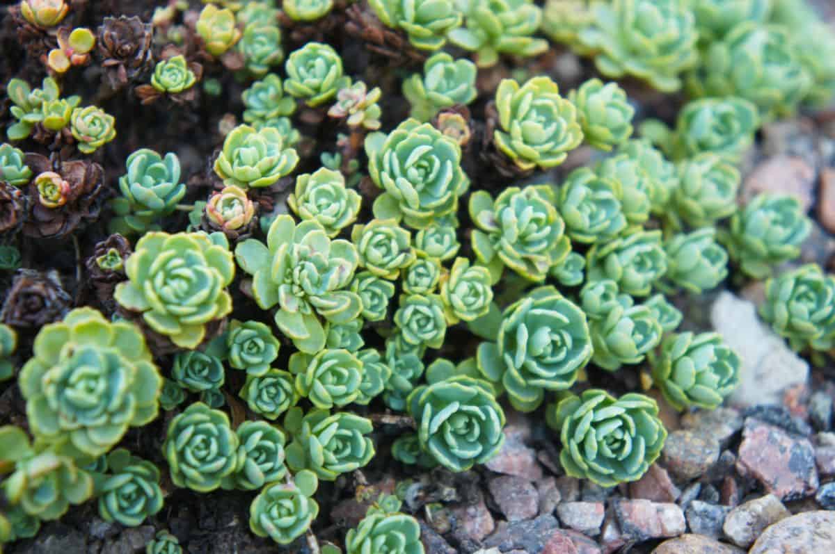 Sedum Pachyclados succulent in an outdoor garden.