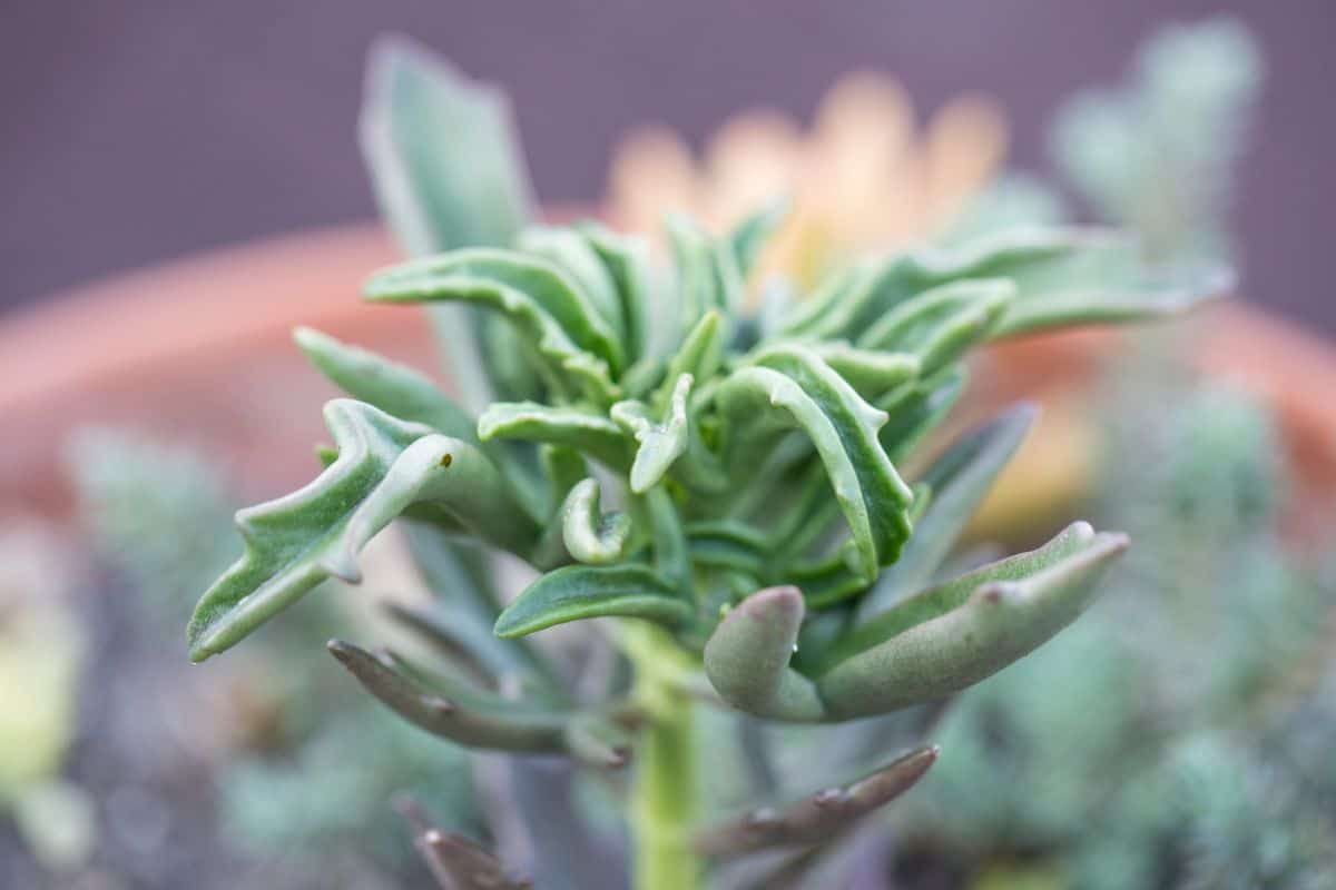 Senecio kleiniiformis close-up.