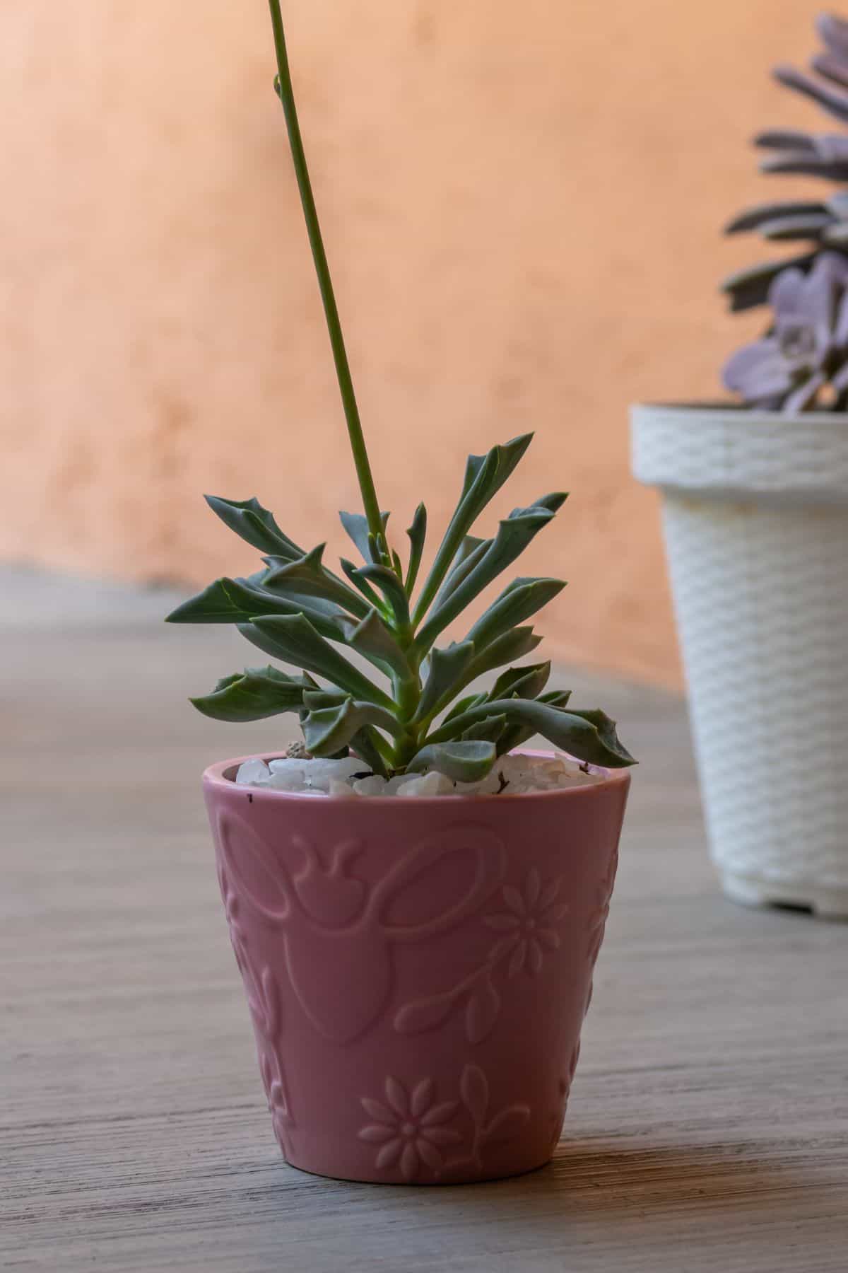 Seneico kleiniiromis in a brown pot.