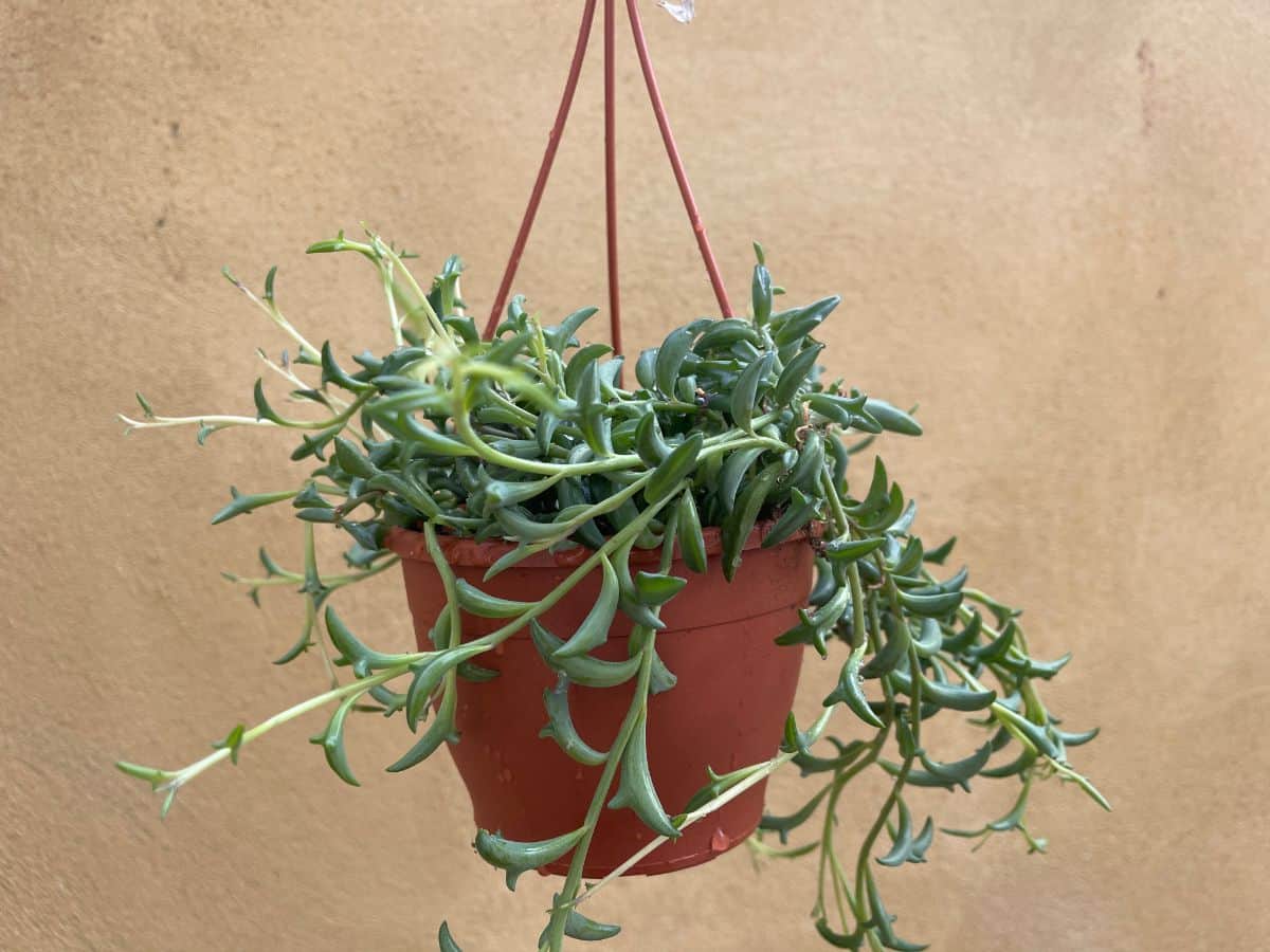 String of dolphin in a hanging brown pot.