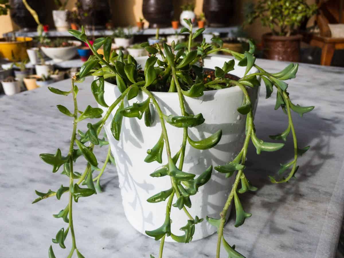 String of dolphin in a white pot.