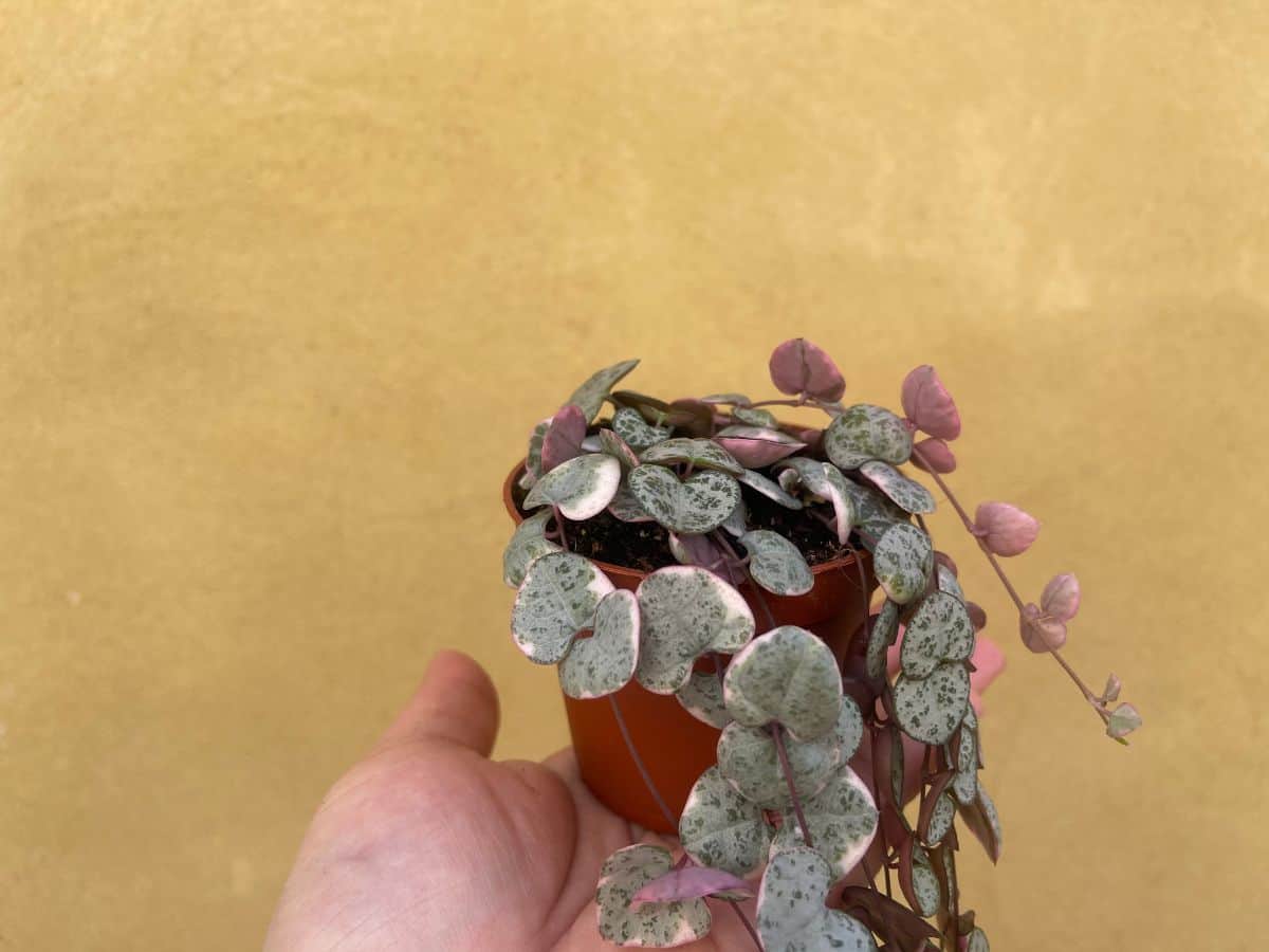 Hand holding a small pot with variegated string of heart.