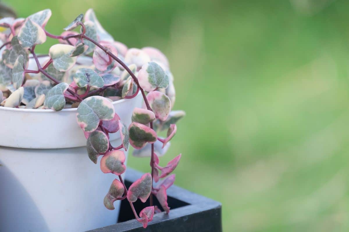 Variegated string of heart in a blue pot.