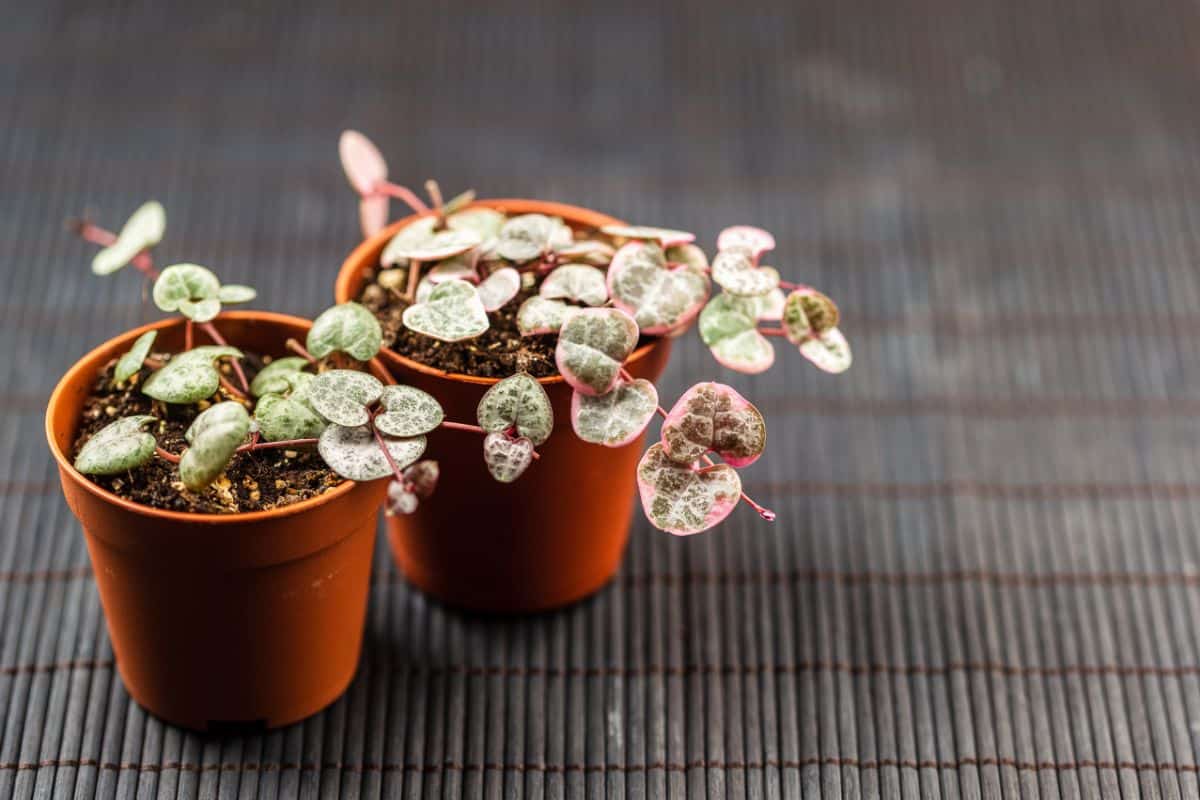 Variegated string of heart in a two brown pots.