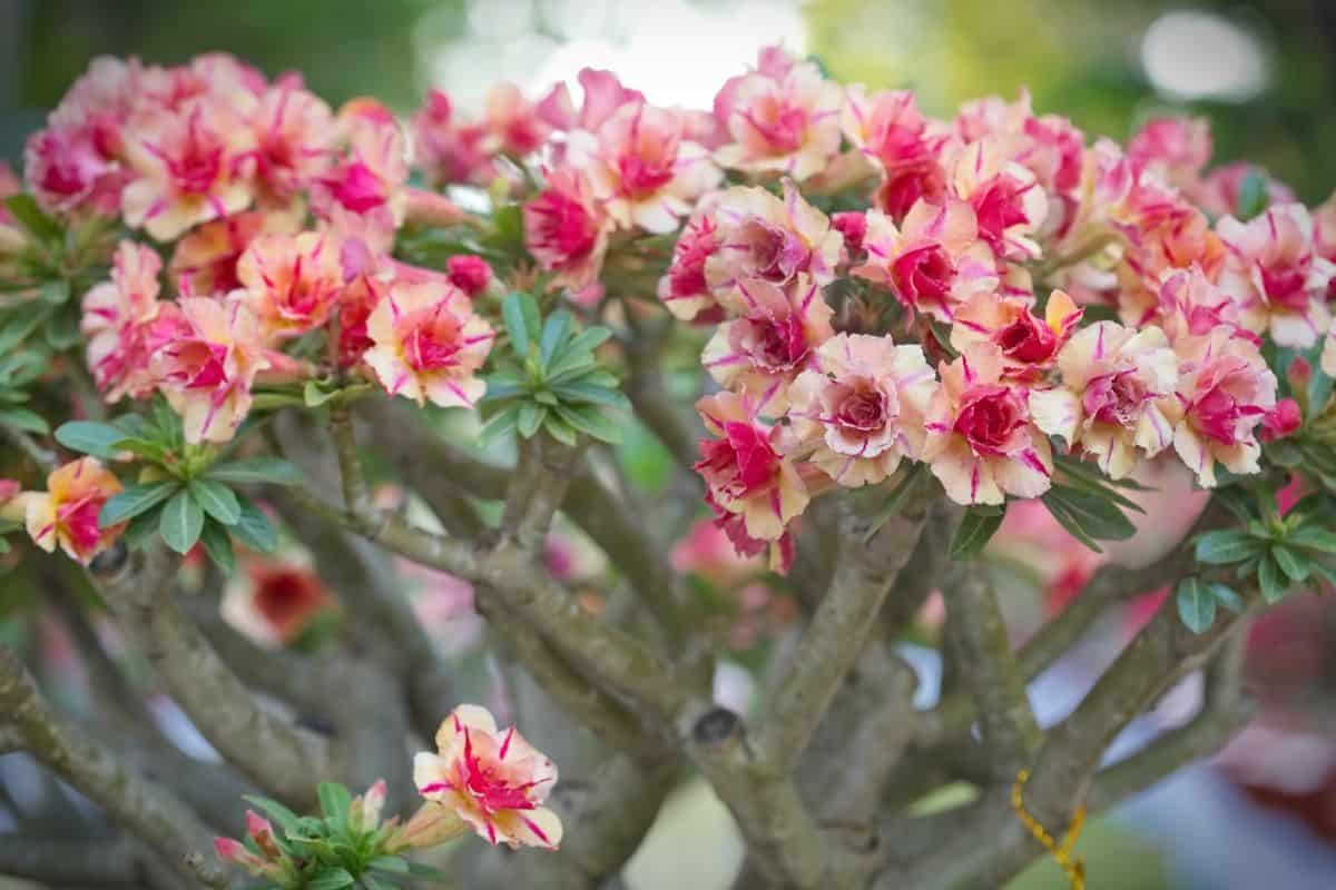 Flowering Adenium obesum.