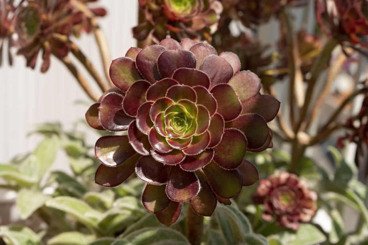 Aeonium arboretum - Zwartkop beautiful dark foliage.