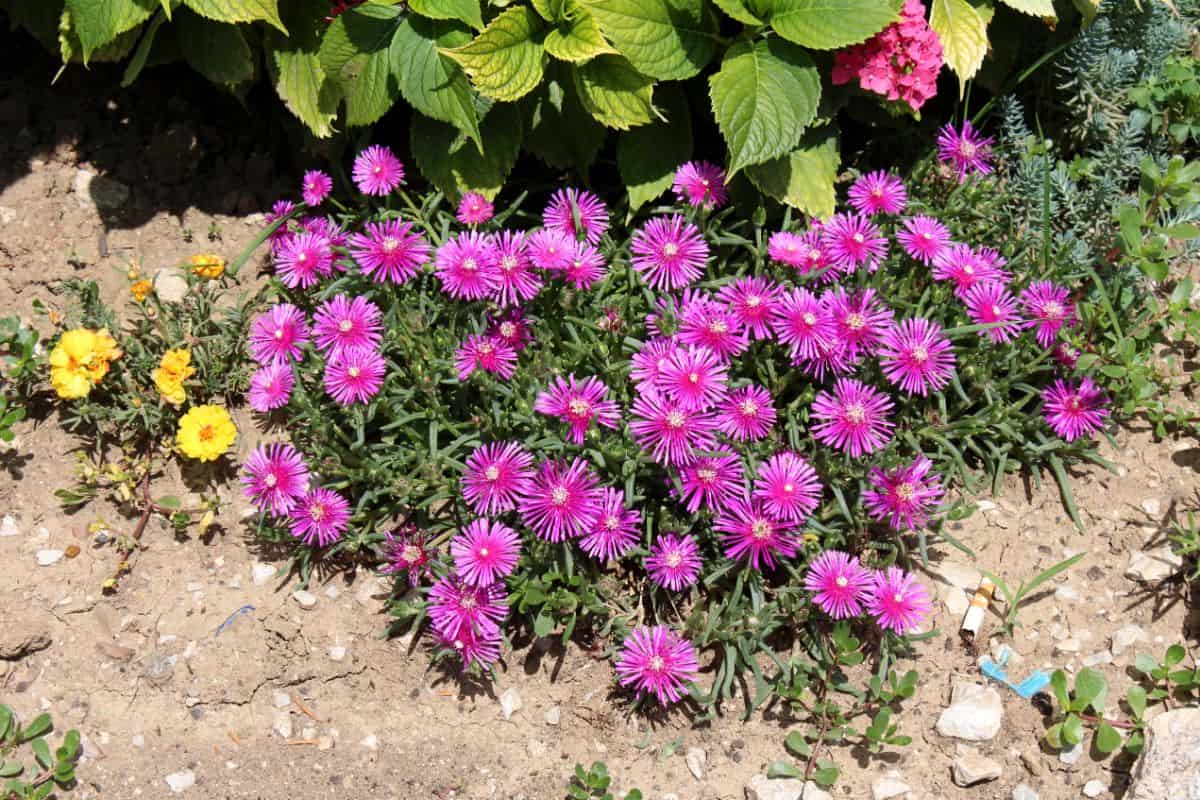 Pink flowering Delosperma cooperi outdoor on a sunny day.