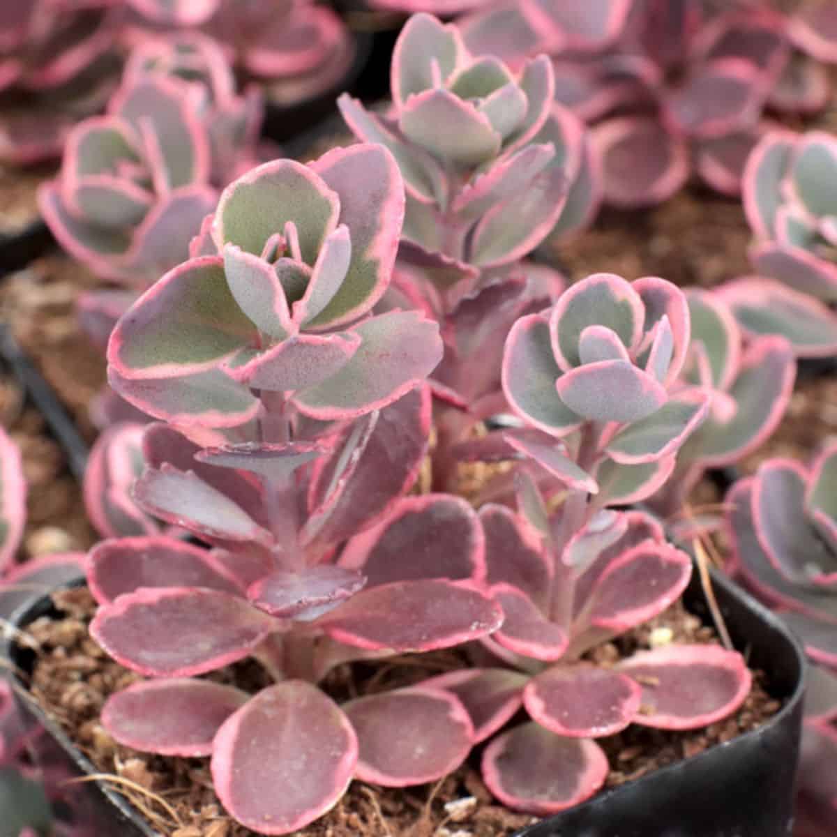 Sedum Sunsparklers with beautiful pink foliage grows in a plastic pot.