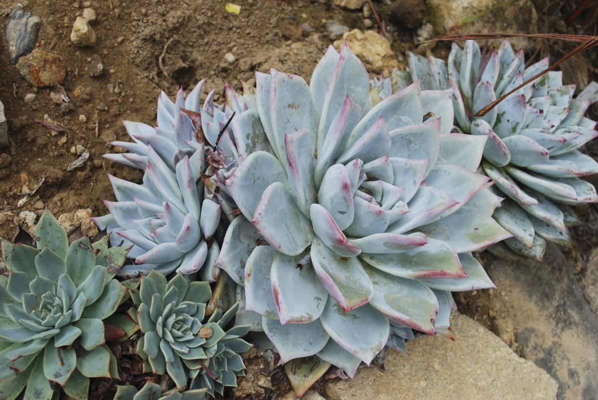 Dudleya caespitosa growing outdoor.