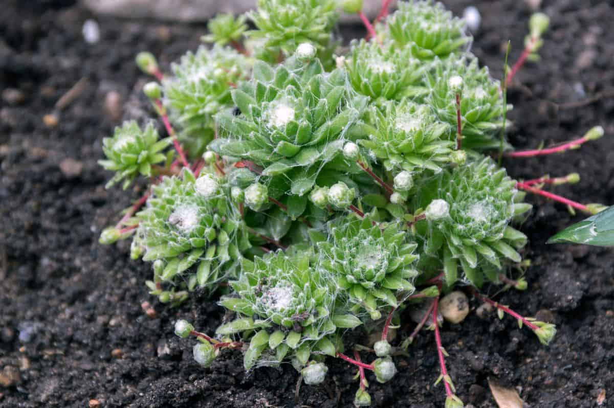 Sempervivum arachnoideum succulent grows in soil.