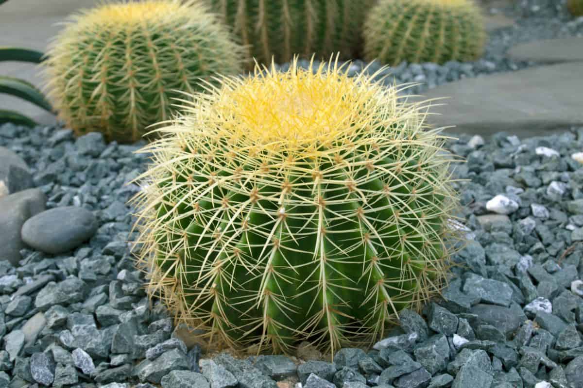  A close-up of Echinocactus grusonii