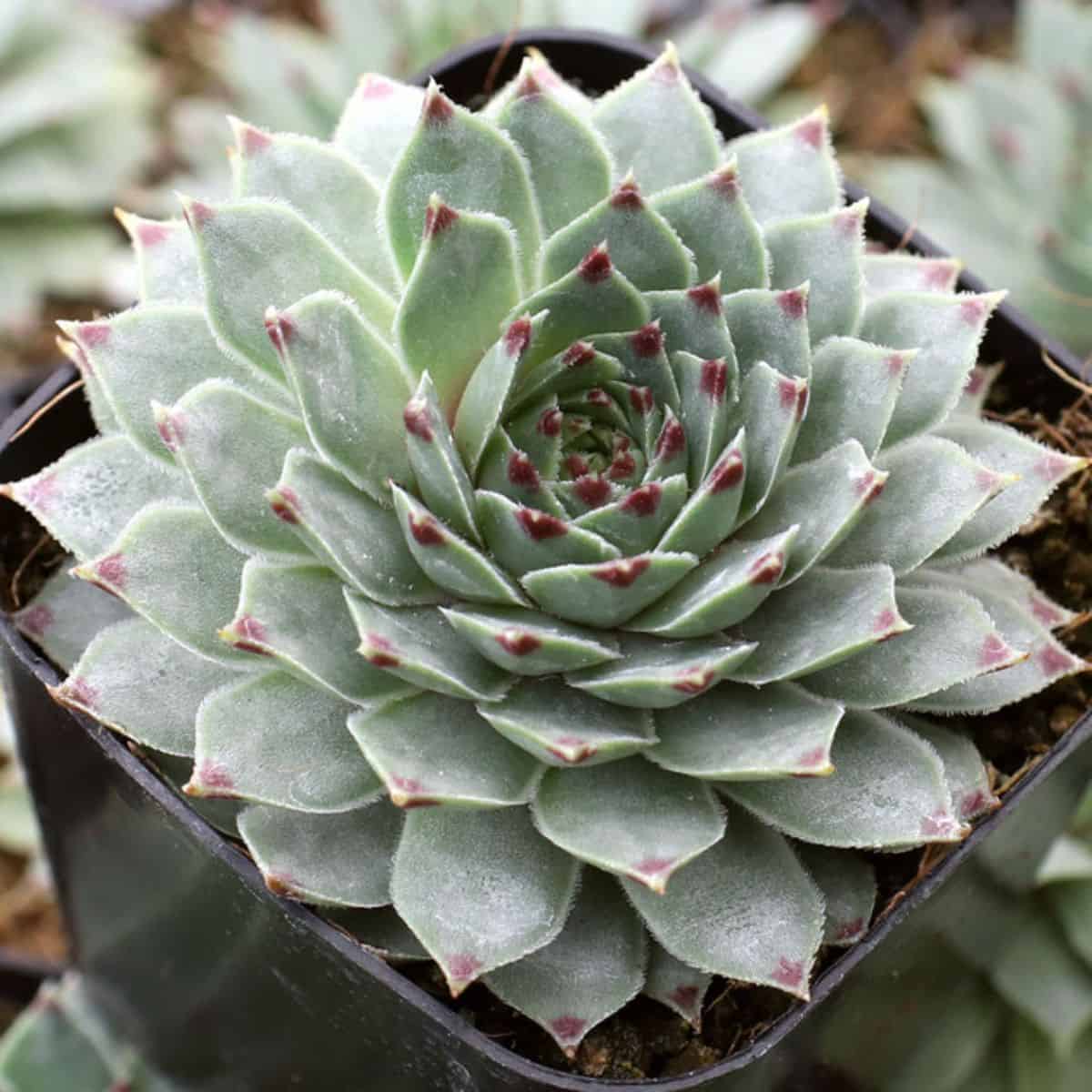 Sempervivum calcareum – Pale Face grows in a plastic pot.