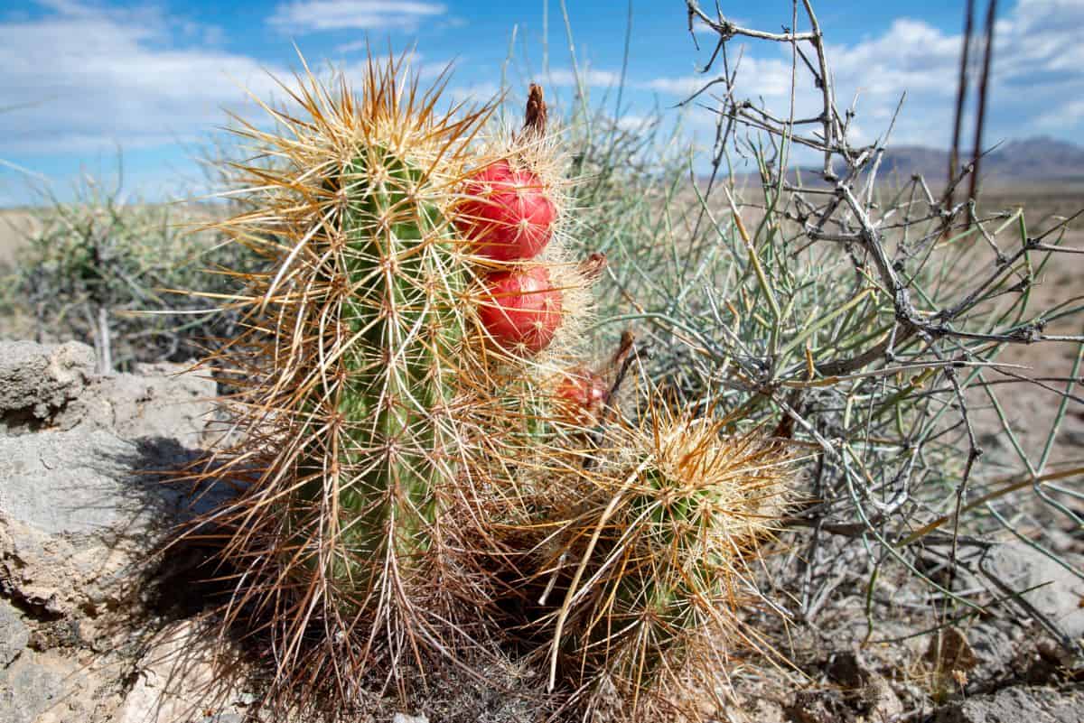 Echinocereus engelmanii growing outdoor.