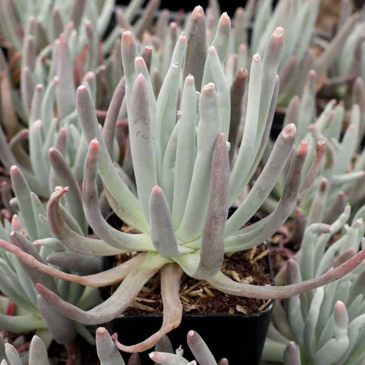 Dudleya edulis grows in a black plastic pot.