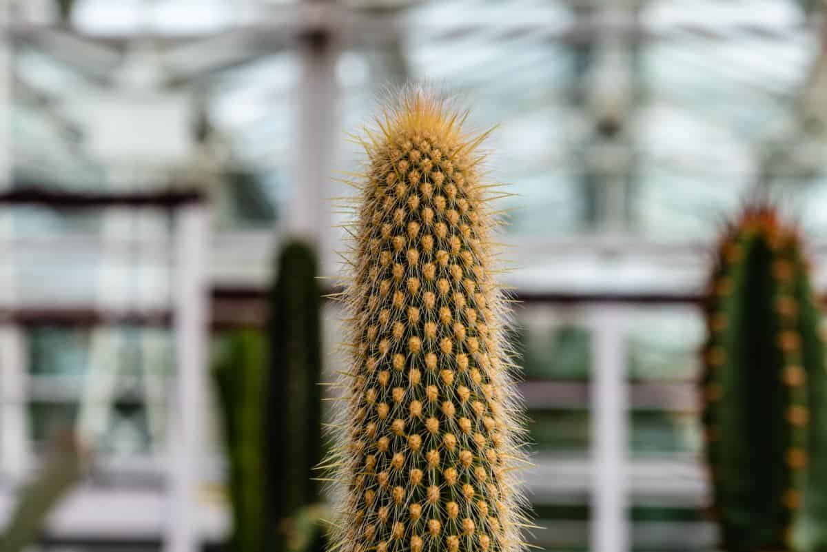 A close-up of Espostoa guentheri.