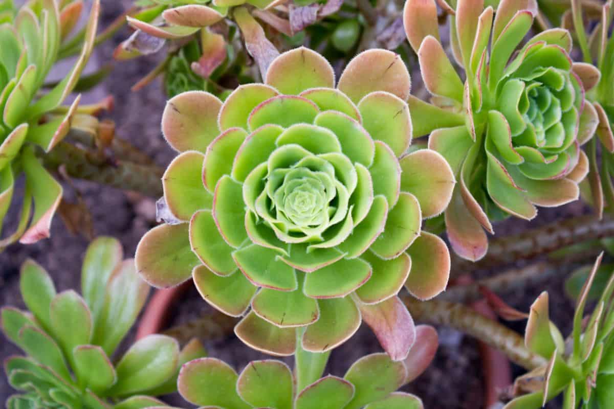 Aeonium arboreum with beautiful green foliage.