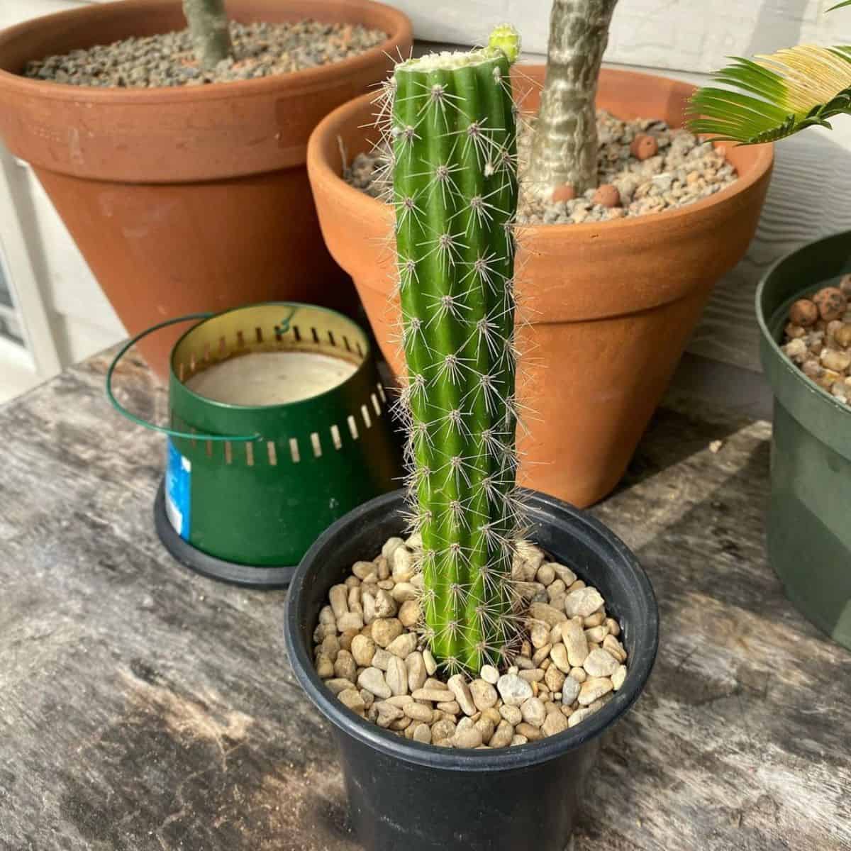 Harrisia fragrans cacti grows in a black pot.