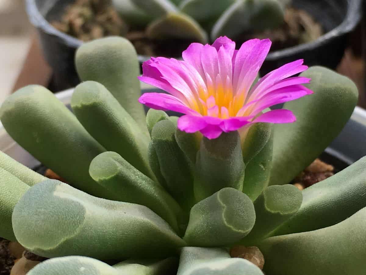 Flowering Fenestraria aurantiaca.