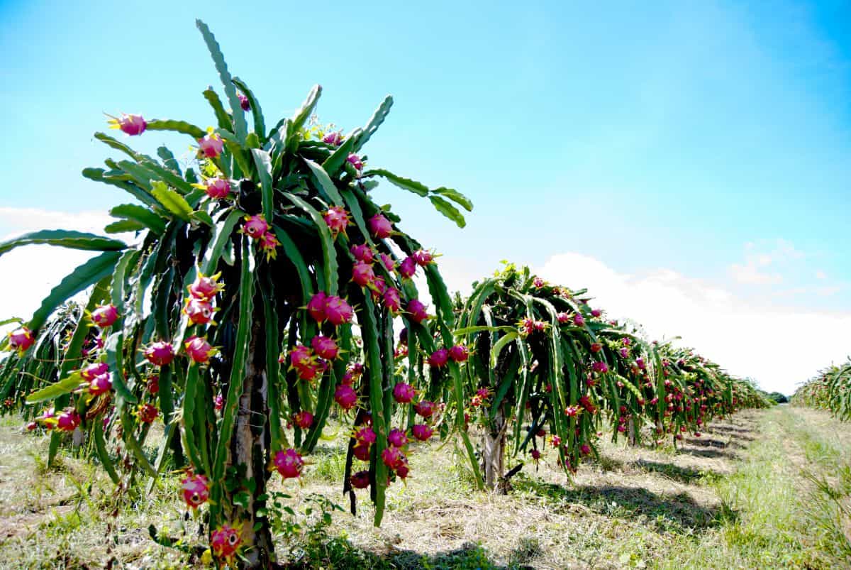 Hylocereus pitaya dragon tree with ripe fruits on a farm.