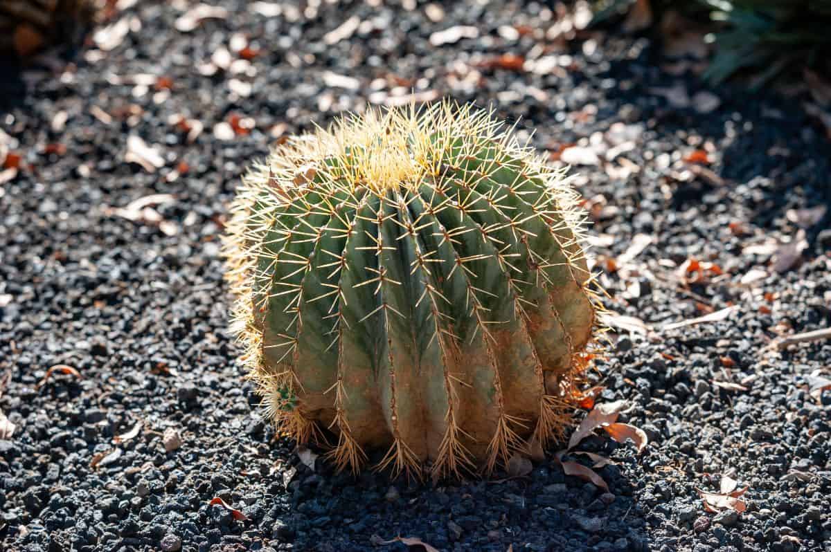 Ferocactus echidne growing outdoor.