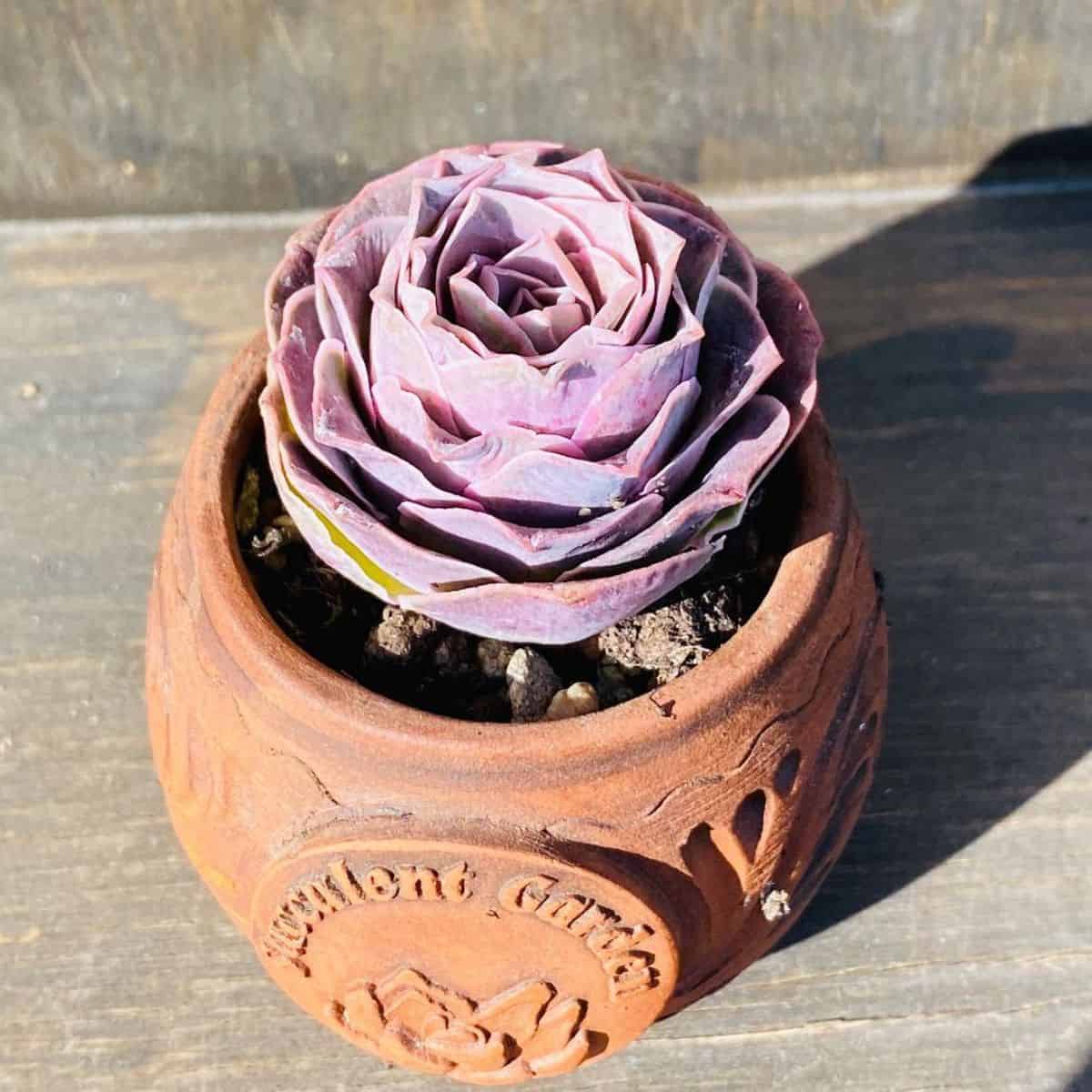 Greenovia aurea x El Hierro – Pink/Peach Mountain Rose grows in a clay pot.