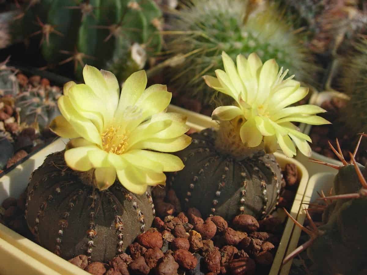 Flowering Frailea castanea in a pot.