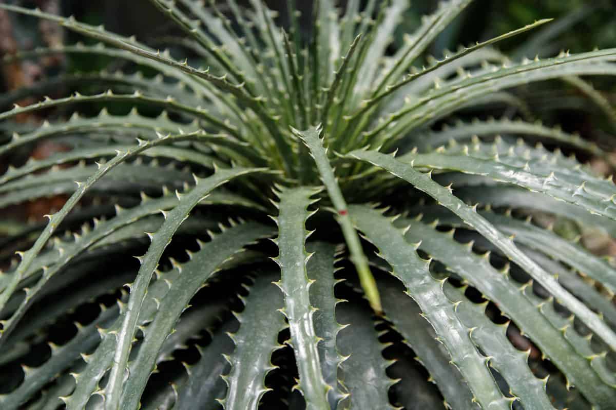 A close-up of Hechtia texensis.