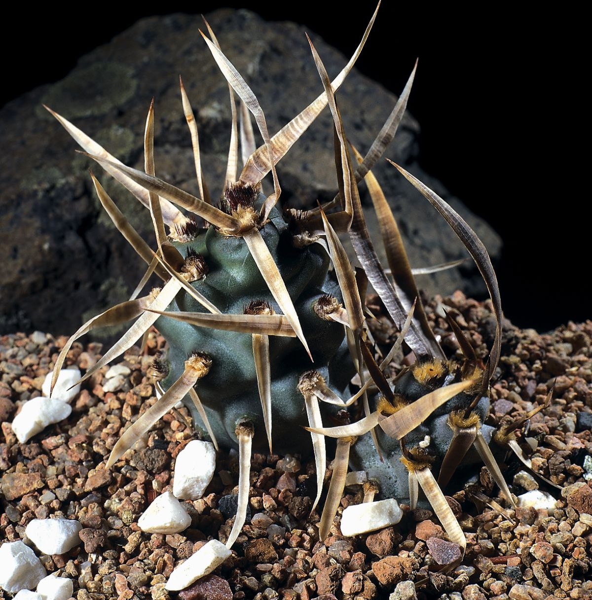 Tephrocactus articulatus var. papyracanthus with white spikes.