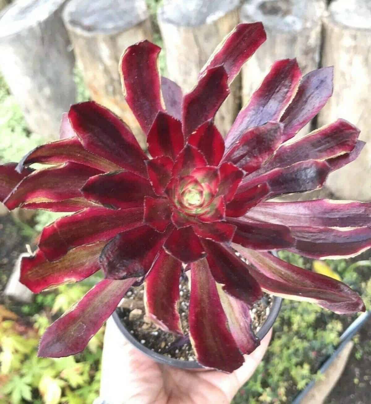 A hand holding Aeonium Mardi Gras in a pot.