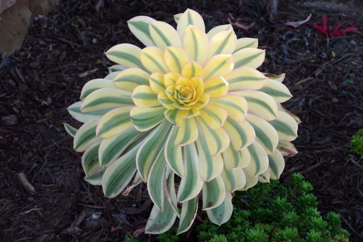 Aeonium Sunburst with beautiful green-yellow foliage.