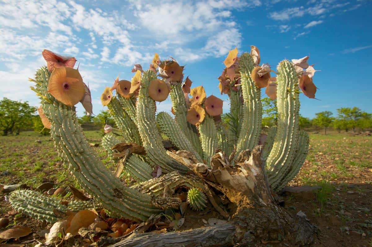 Hoodia gordonii growing outdoor.