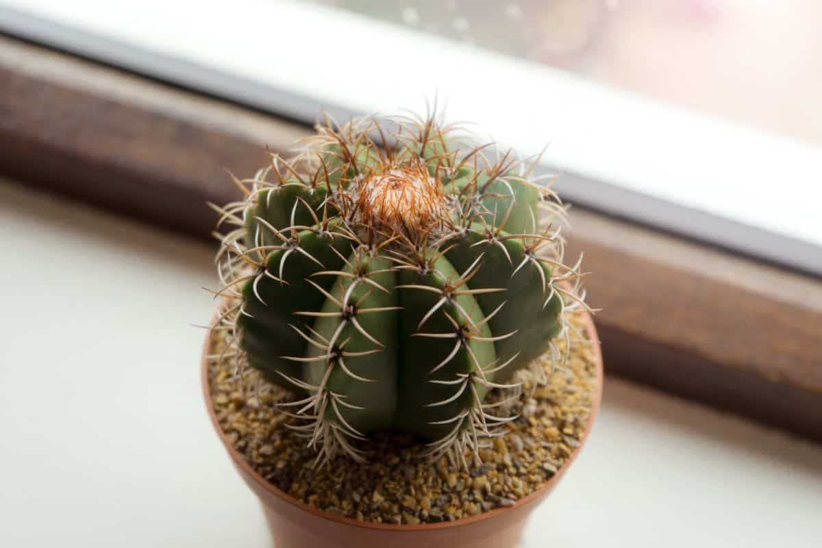 Melocactus mantanzanus grows in a small pot on a windowsill.