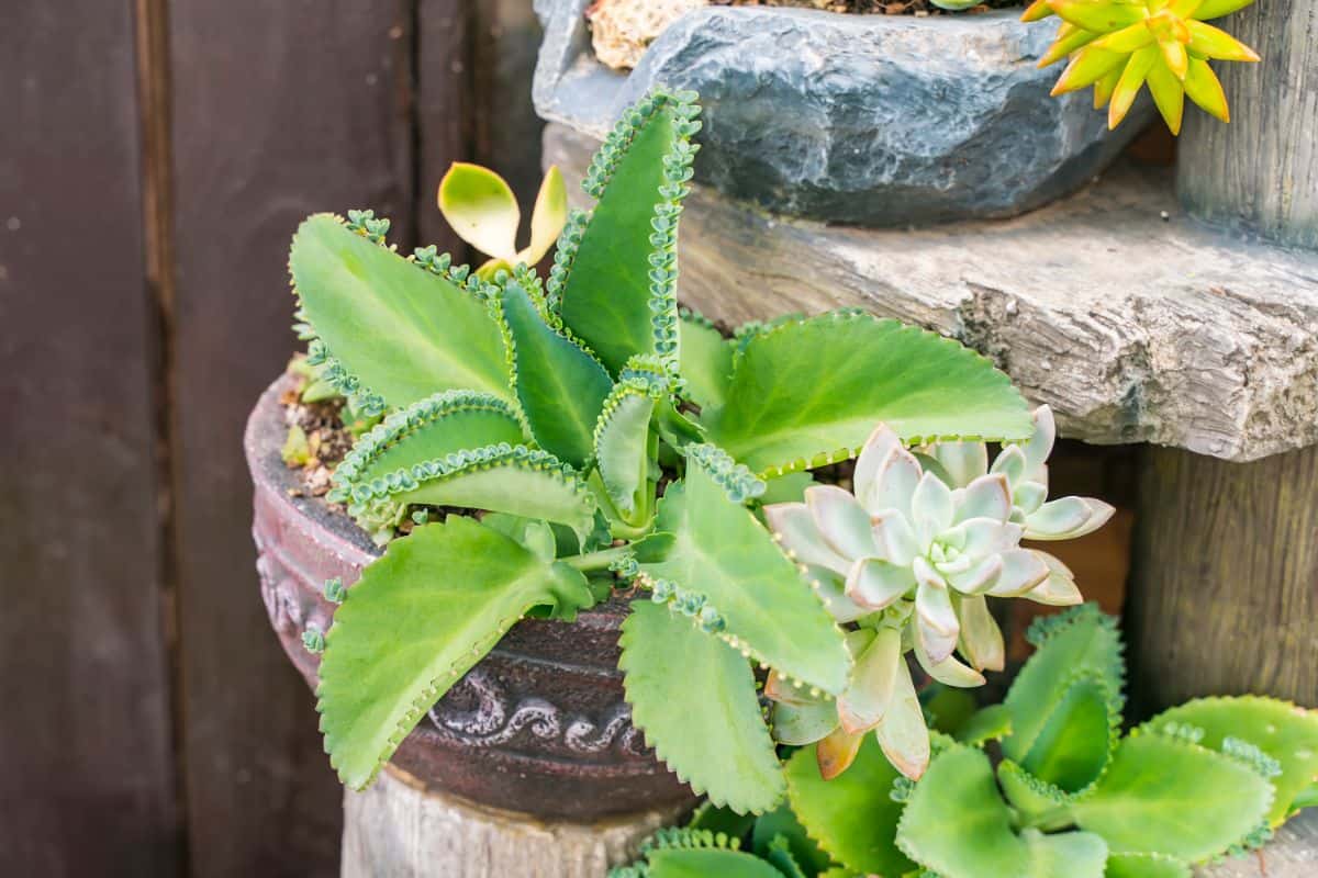 Kalanchoe daigremontiana in a pot.