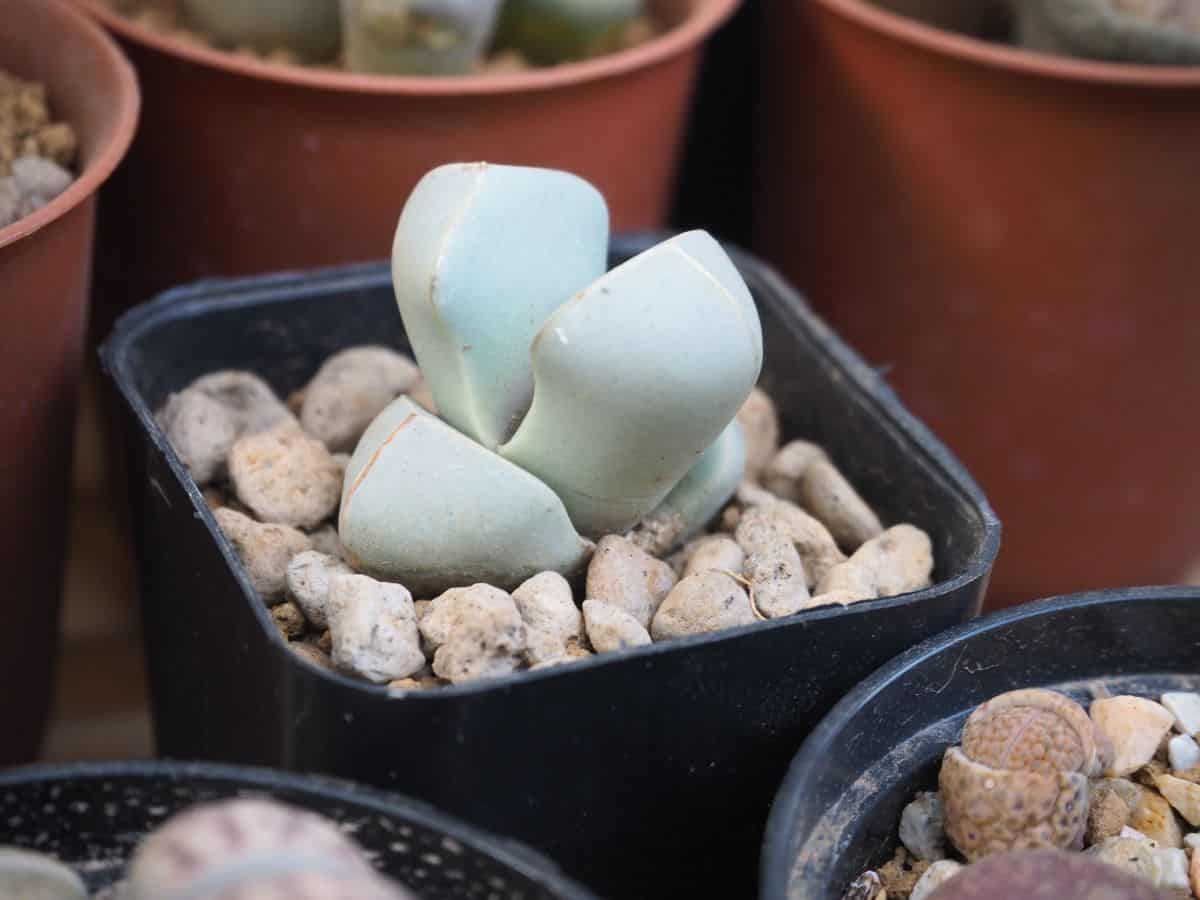 Lapidaria in a pot.