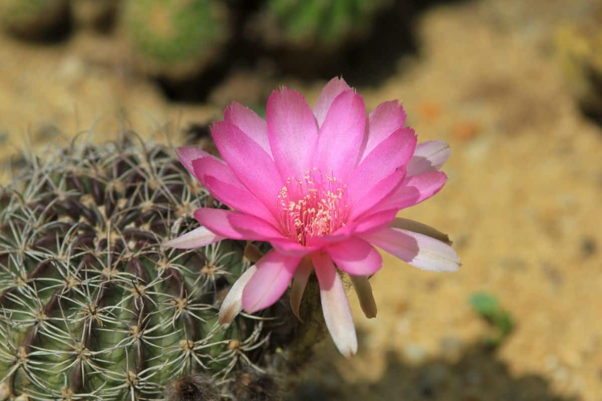 Flowering Lobivia famatimensis.