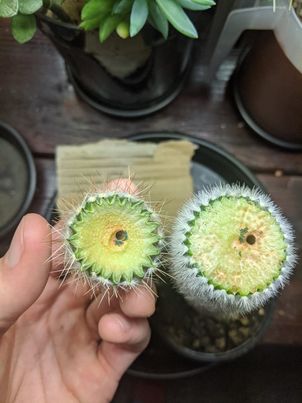 do cactus Hand holding a cactus