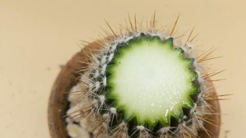 do cactus needles grow back