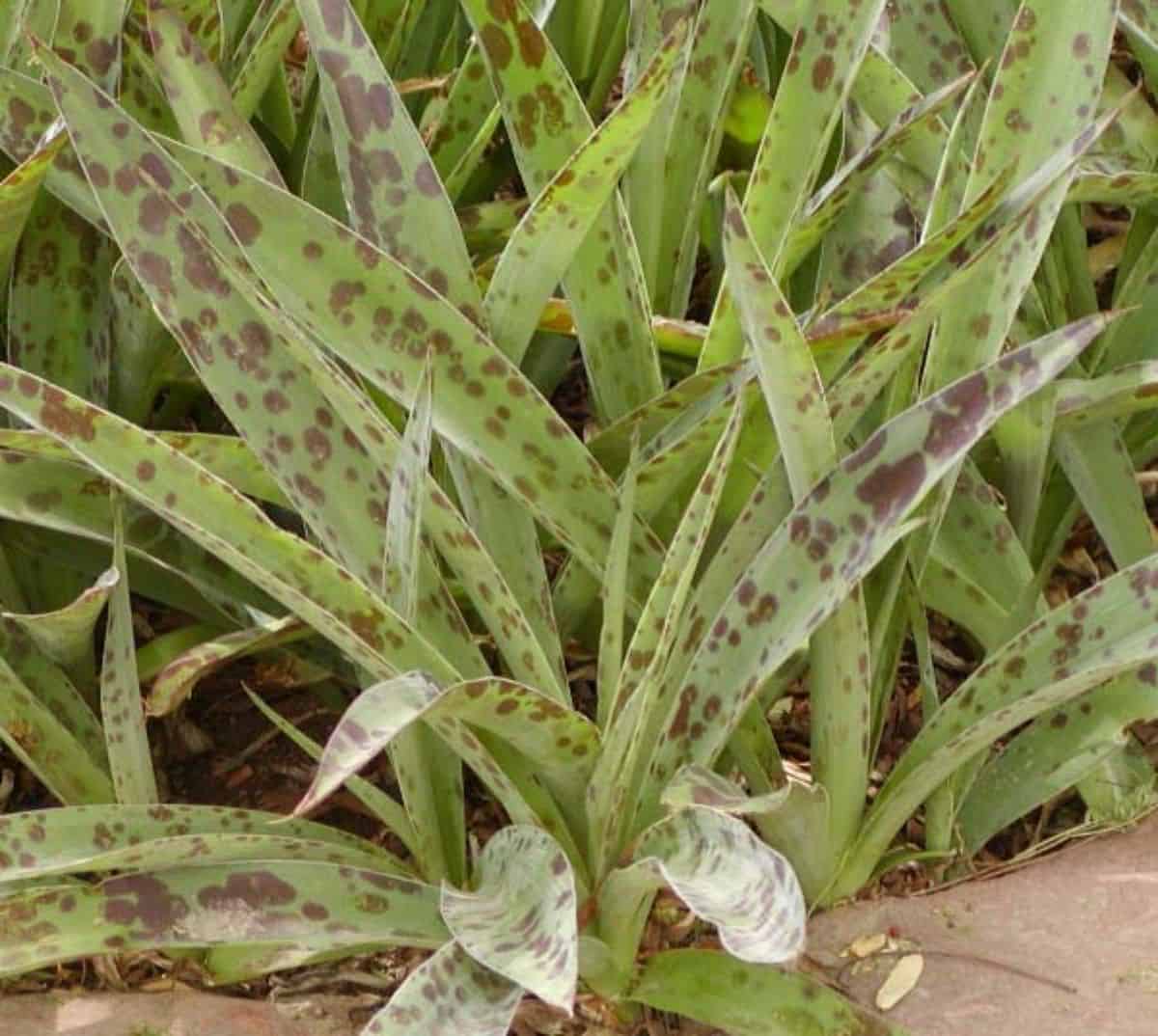 Leaves of Manfreda maculosa.