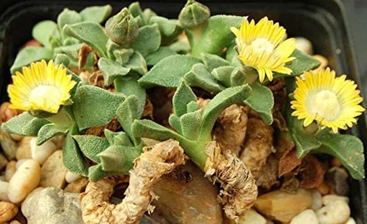 Flowering Nananthus vittatus.