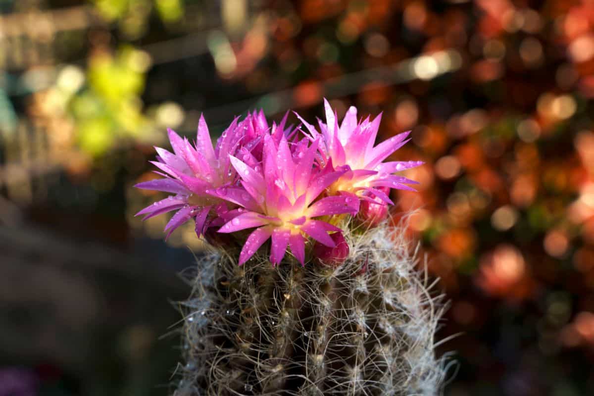 Flowering Neoporteria senilis.