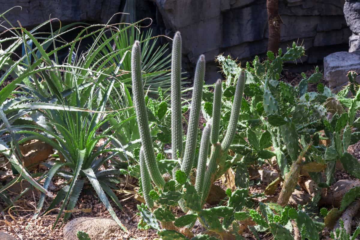 Nyctocereus serpentinus growing outdoor.