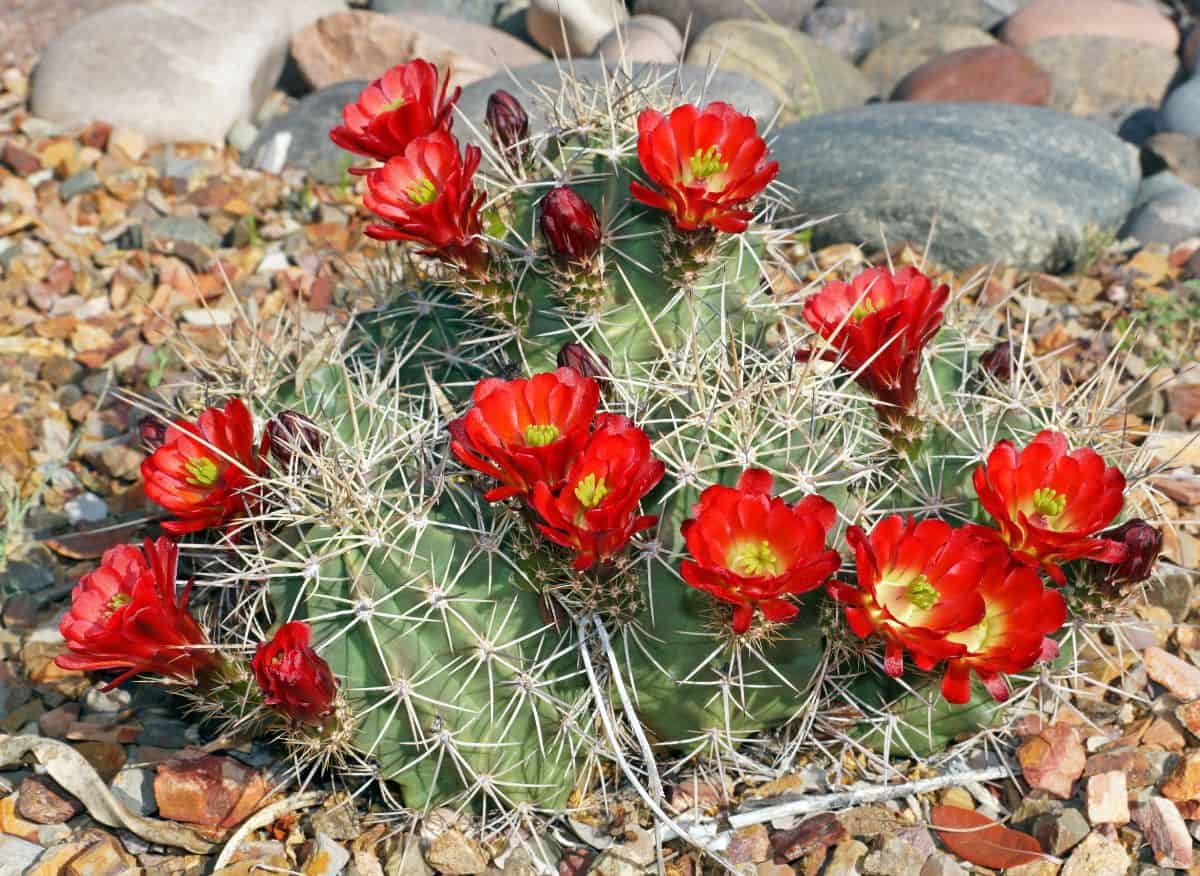 Flowering claret cactus outdoor.