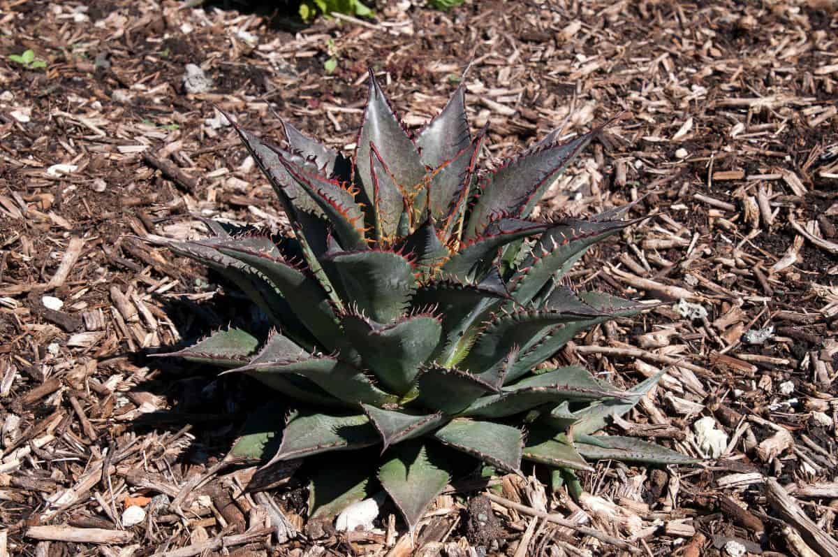 Mangave Tooth Fairy with spikey foliage grows outdoor.